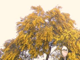 .Mimosenbaum an der Straße auf dem Weg zur Finca.JPG